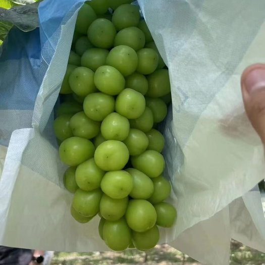 澄城县陕西精品葡萄价格合理质量保证新鲜供应，脆甜爽口