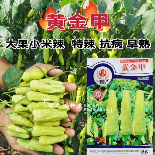 沭阳县韩国引进黄金甲大果小米辣种子特辣朝天椒泡椒种子小米椒种子早熟