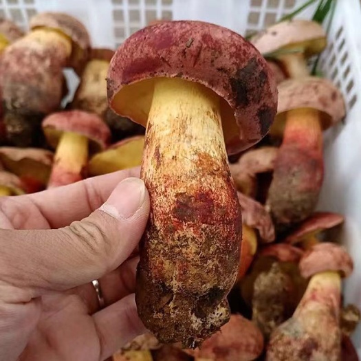 保山见手青牛肝菌红葱菌