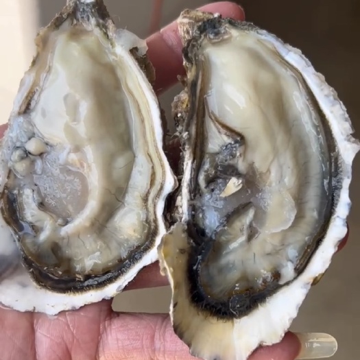 乳山市【推荐】乳山生蚝精品三倍体壳薄肉厚加工厂直供发货速度快供应