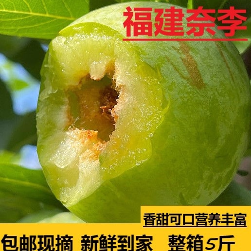 清流县福建青奈李子大果三明当季现摘现发脆李子脱骨