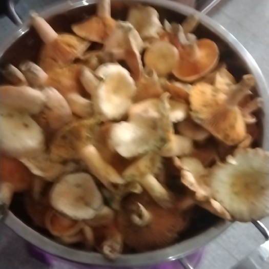 湄潭县野生菌