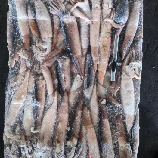 荣成市灯光真鱿