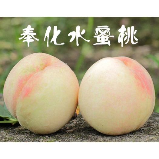 宁波奉化水蜜桃