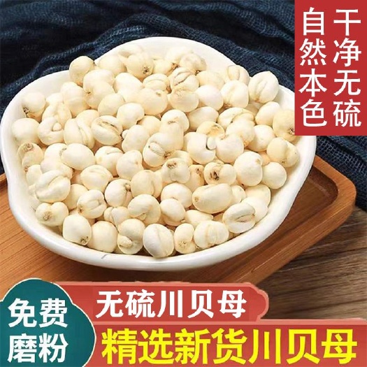 中药材平贝母 尖贝母松贝种植四川正品川平贝【24小时内发货】