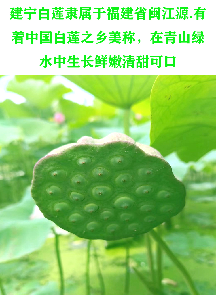 福建建宁莲子去心无芯农家手工白莲子干货500g