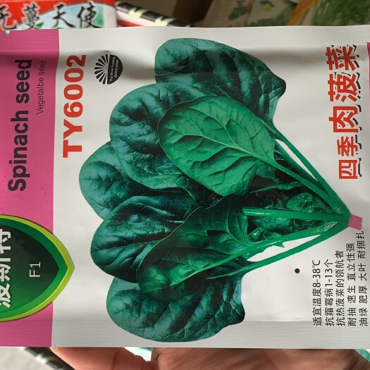 成都四季肉菠菜种子