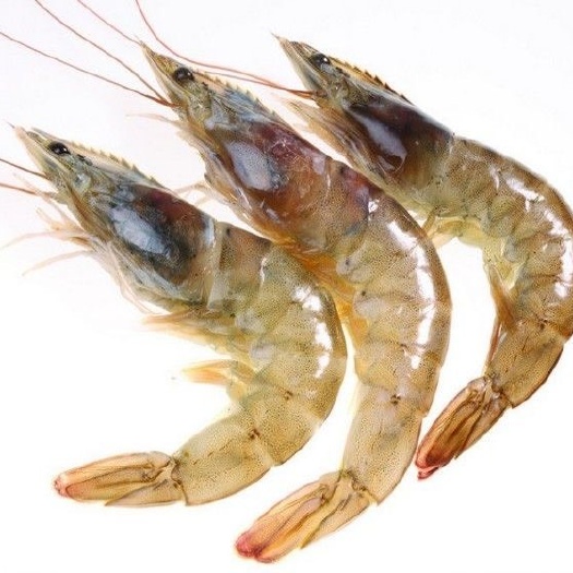 漳州明虾 对虾 农户一手对接