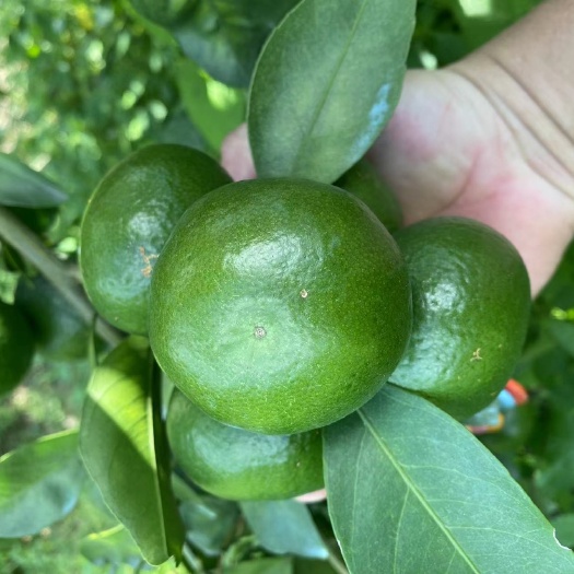 温州蜜橘，福建产区供货