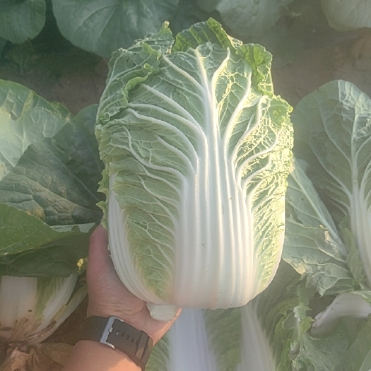 张北县张北县玲珑黄大白菜