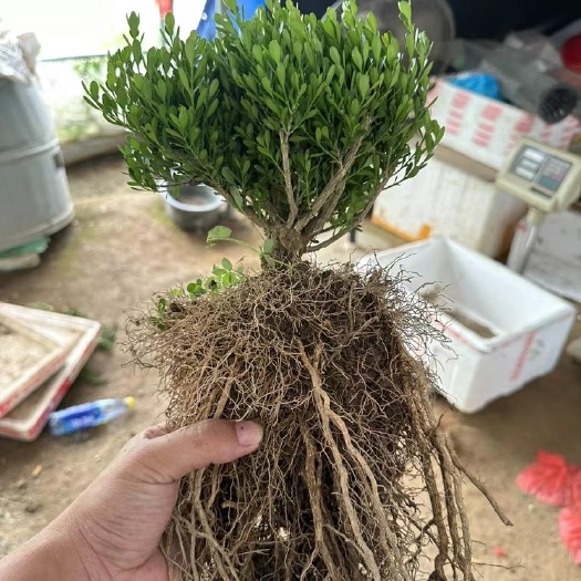 南靖县广东雀舌小叶黄杨提根矮霸蘑菇头素材，粗2.5左右，5棵包邮