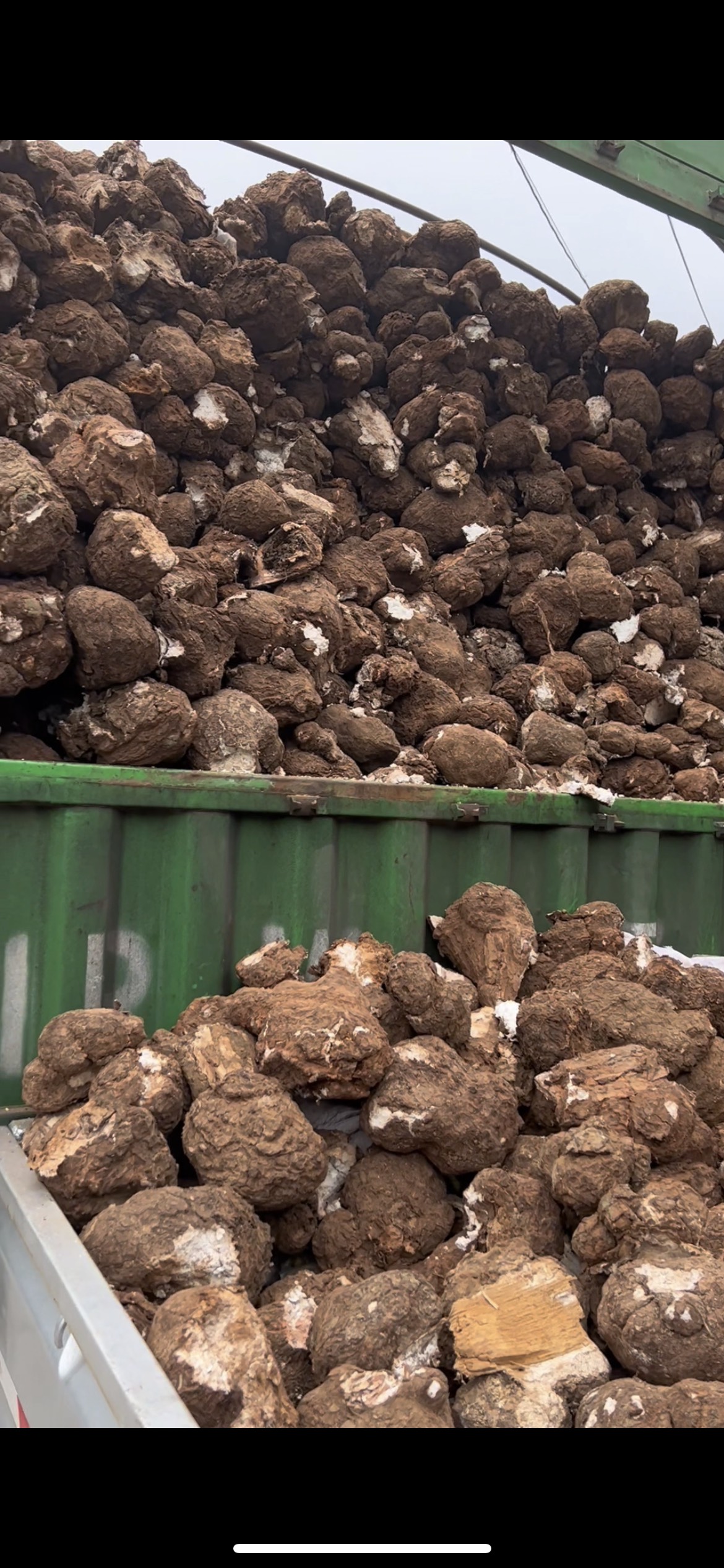 长期收购鲜茯苓！ 有鲜茯苓的种植户、农户可以联系哦！