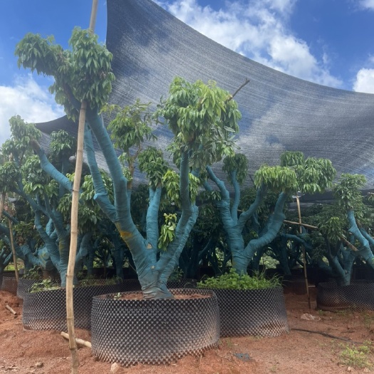 灵山县白糖婴荔枝果苗