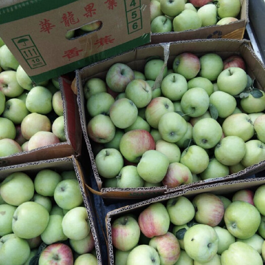 沂水县精品藤木苹果