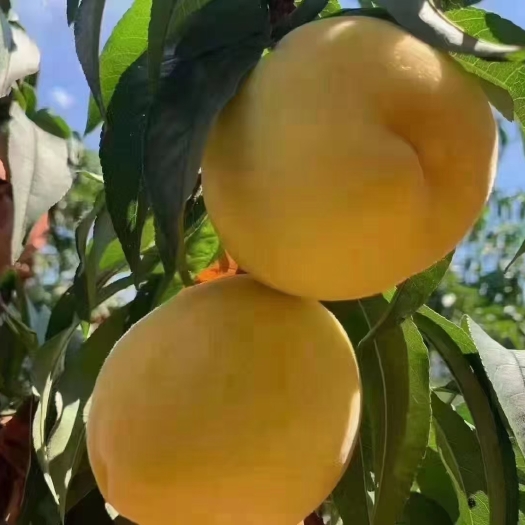 炎陵县高山黄桃炎陵黄桃新鲜当季水果香脆甜现摘