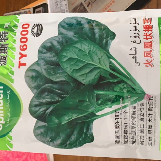成都火凤凰菠菜种子