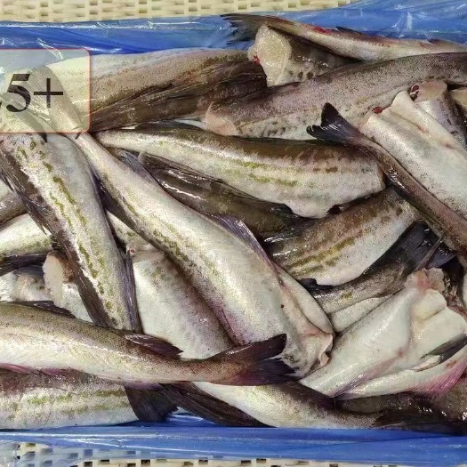 大连阿拉斯加狭鳕去头脏