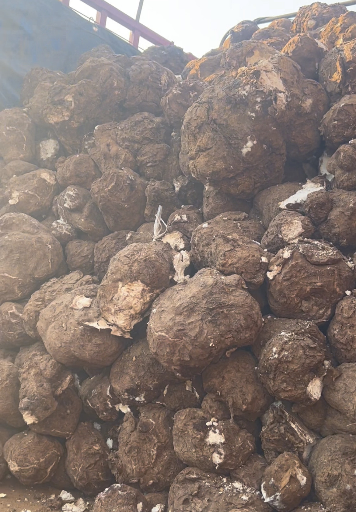 长期收购鲜茯苓！ 有鲜茯苓的种植户、农户可以联系哦！