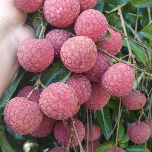 陆丰市凤花荔枝￼大量上市￼
