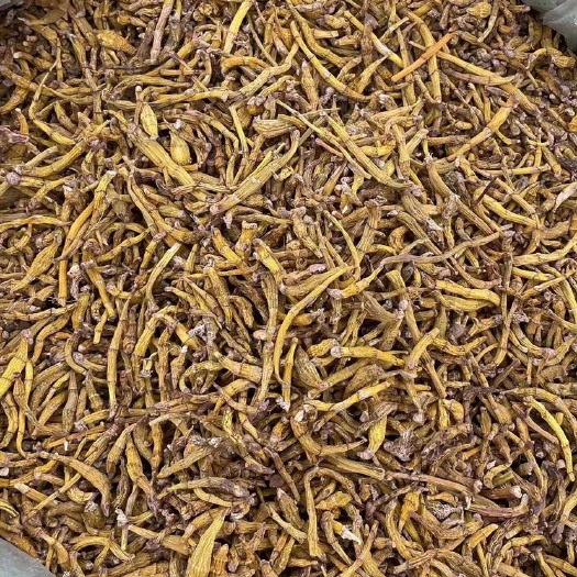 广州石斛 虎牙石斛直批