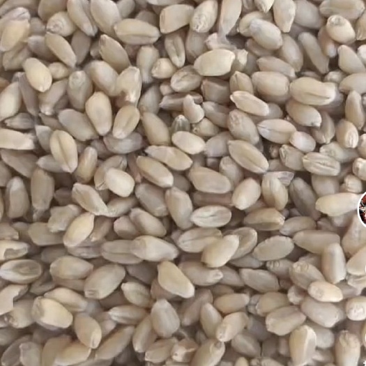 新冬22号强劲小麦