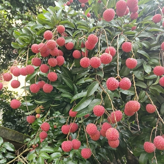 桂平市荔枝，和丽，桂味