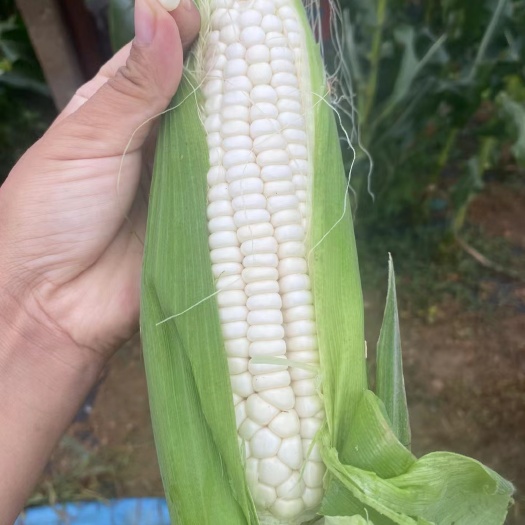 莒县糯玉米棒子供应
