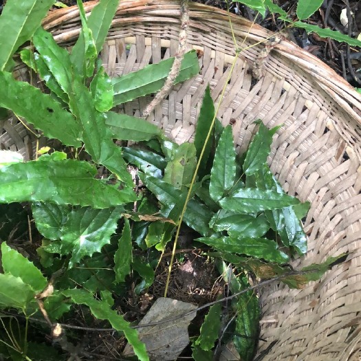 宣汉县淫羊霍