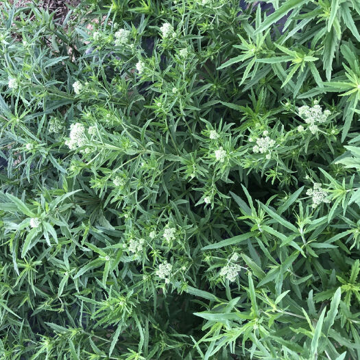 益阳泽兰