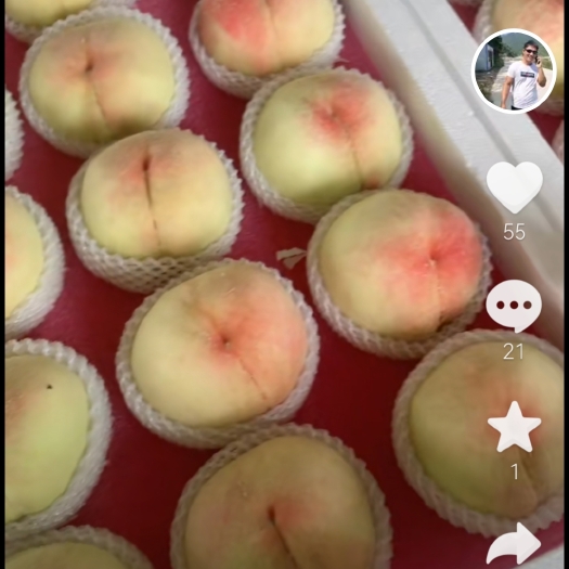 上海正宗上海光明黄桃
