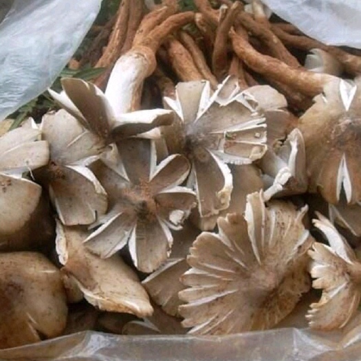 云县云南野生菌，鸡枞