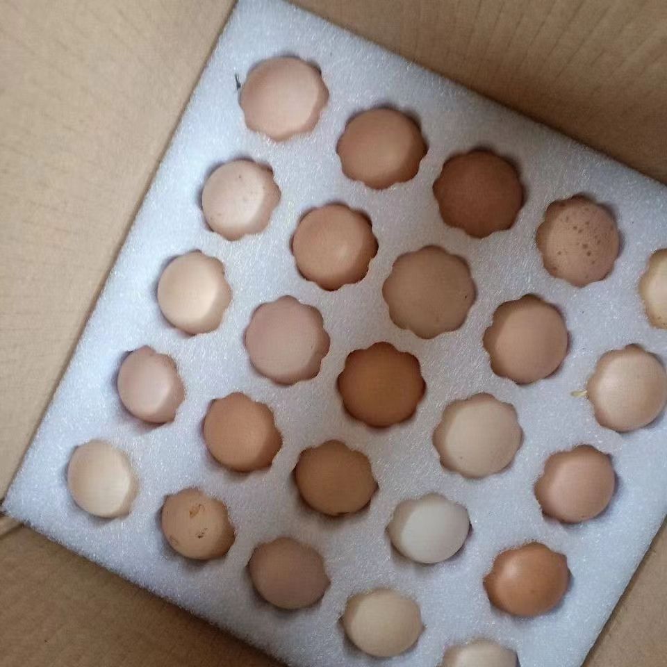 淮安纯种三黄鸡种蛋土鸡种蛋受精蛋可孵化小鸡蛋鸡三黄鸡种蛋
