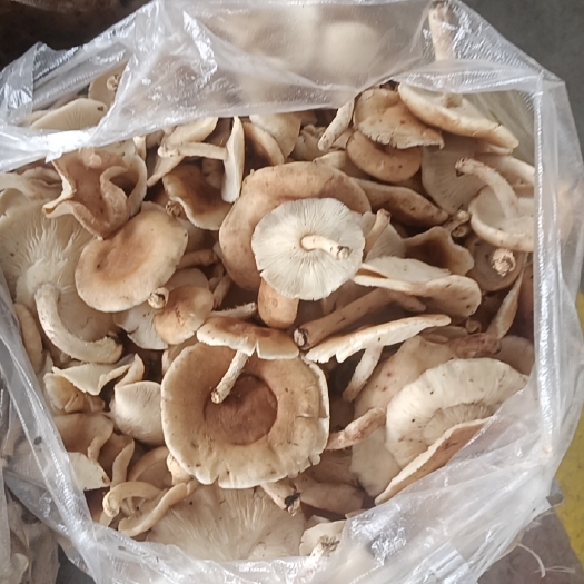 南华县野生菌