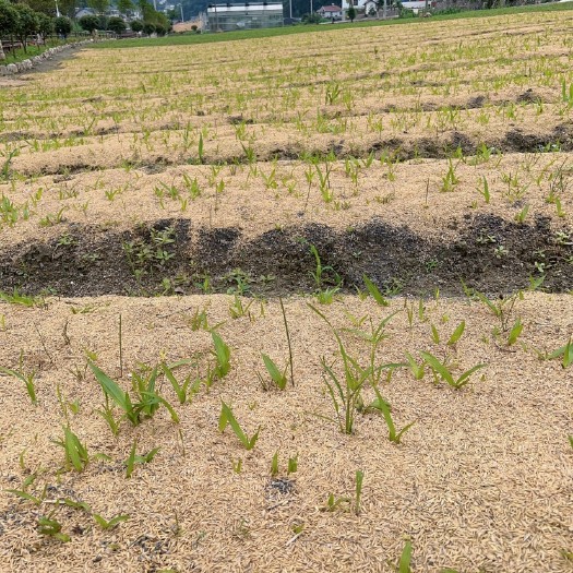长阳县白芨种苗