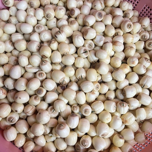祁阳市手工红莲（大量细聊）