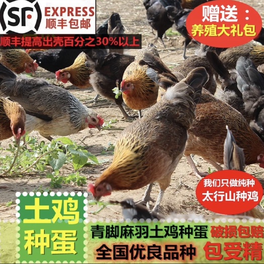 三黄鸡种蛋可孵化小鸡受精蛋种蛋高受精新鲜现捡散养土鸡种蛋