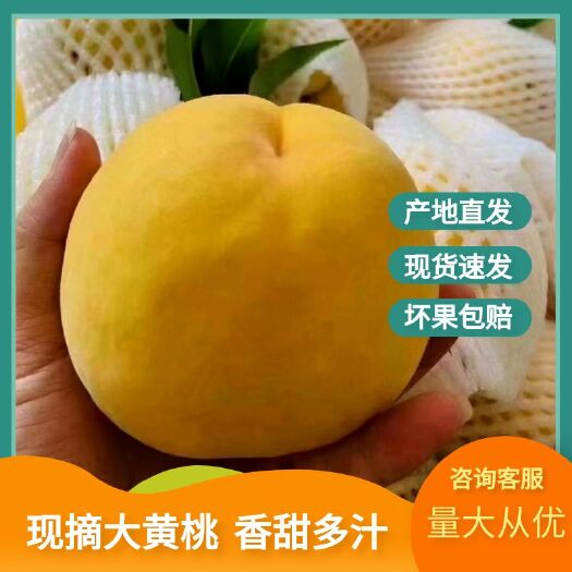 永州锦绣黄桃 桃味浓郁 汁多 口感好现摘现发