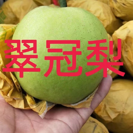 碭山縣碭山翠冠梨，甜度高，耐運(yùn)輸，對(duì)接電商平臺(tái)，供應(yīng)各大水果市場(chǎng)