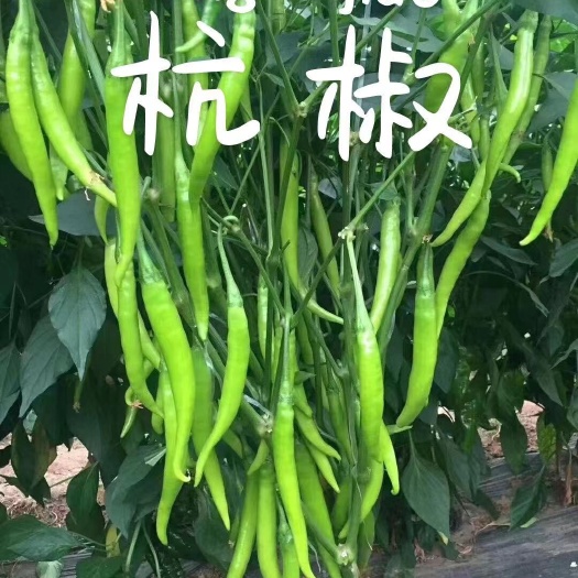菏泽优质杭椒