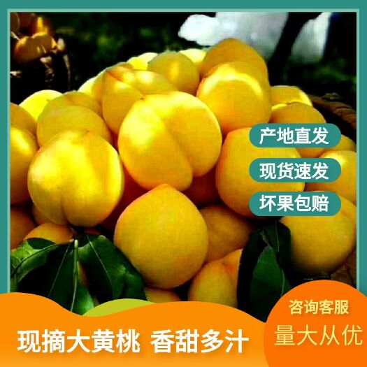 永州预售锦绣黄桃，七月中旬左右上市