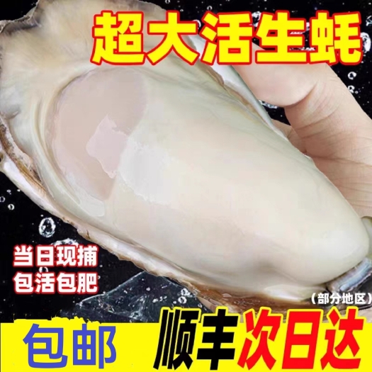 乳山市乳山生蚝鲜活新鲜超肥特大牡蛎贝壳海蛎子三倍体生蚝海鲜
