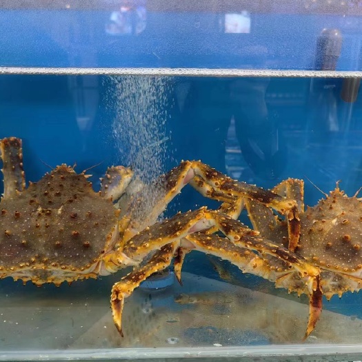 沈阳帝王蟹