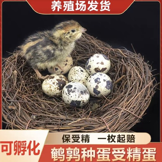 南昌鹌鹑种蛋受精可孵化可分公母