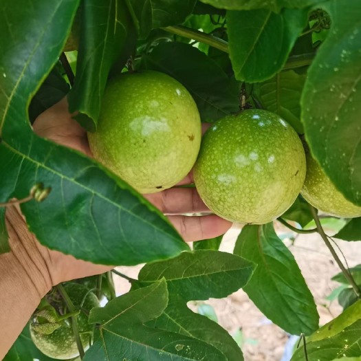 灵山县黄金百香果  现摘鲜果