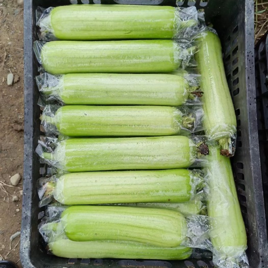 灵川县白玉丝瓜大量上市