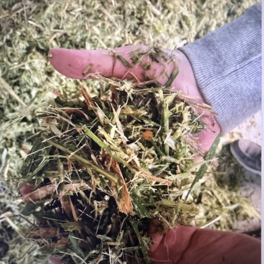 永福县祝融牧草营养成分丰富，叶面毛刺少，利于畜禽消化，适口性好