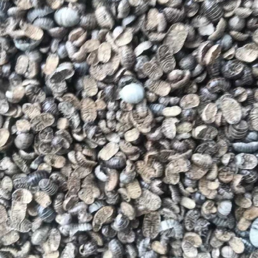 禹州市鼠妇虫