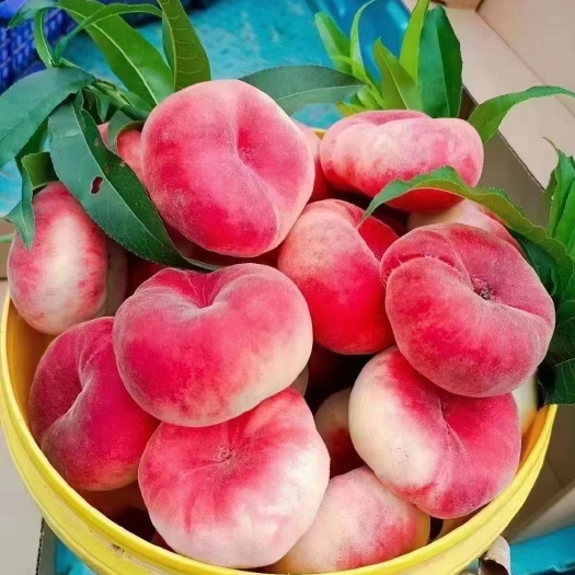 北京潘十三 60一箱
