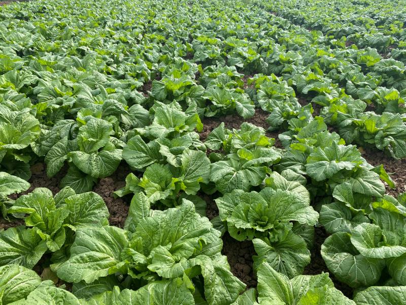 四川泡青菜种子宽帮青菜种子酸菜种子鲜食腌制两用泡菜厂收专用