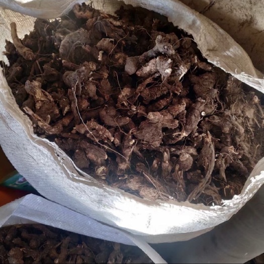 翁牛特旗苍术